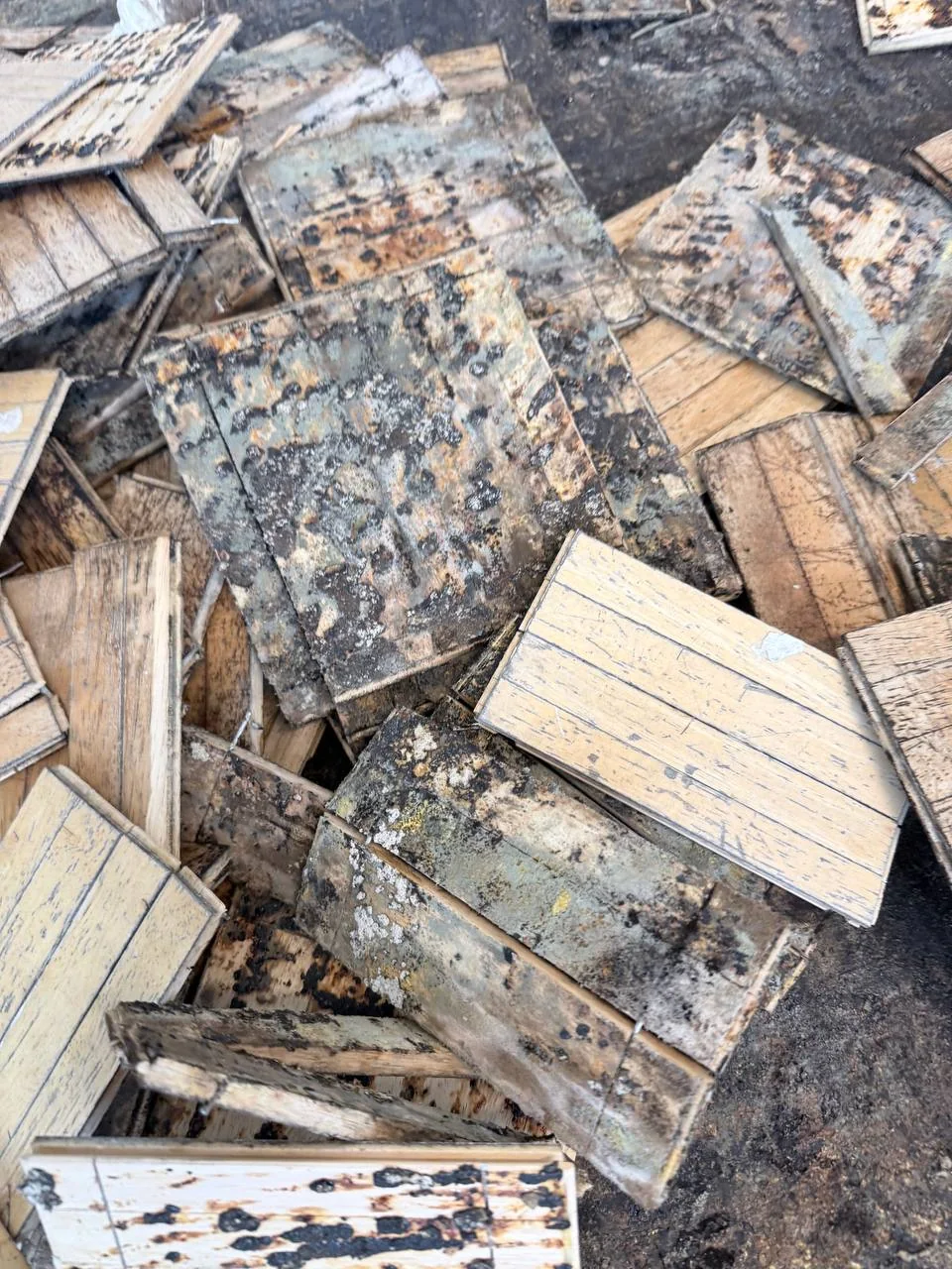 Close-up of removed parquet tiles covered in black mold from the refrigerator leak, Bronx apartment